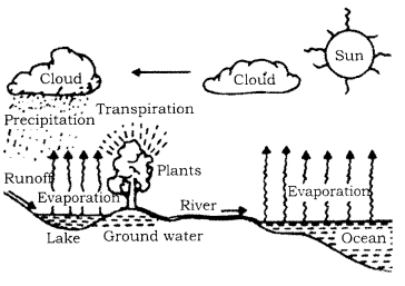 RBSE Solutions for Class 9 Science Chapter 13 Environment 3