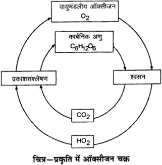 RBSE Solutions for Class 9 Science Chapter 13 पर्यावरण 3