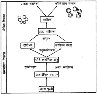 RBSE Solutions for Class 9 Science Chapter 5 जीवन की अवधारणा 4