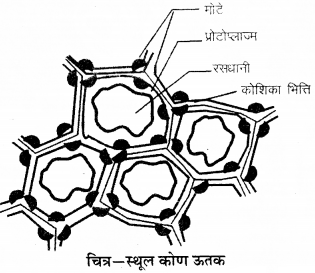 RBSE Solutions for Class 9 Science Chapter 6 सजीव की संरचना 18