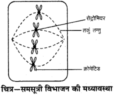 RBSE Solutions for Class 9 Science Chapter 6 सजीव की संरचना 6